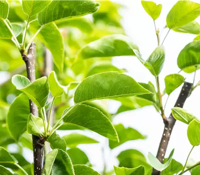 Pyrus (Nashi) 'Hosui'