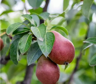 Pyrus communis (Säulenbirne) 'Decora'