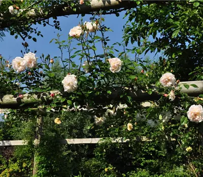 Rosa (Kletterrose) 'Auguste Gervais'