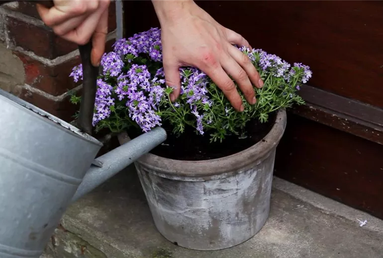 Eisenkraut - Einpflanzen in ein Gefäss (5)