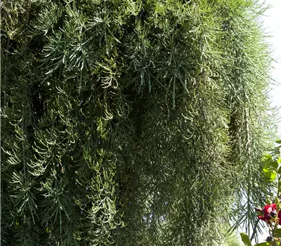 Sequoiadendron giganteum 'Pendulum'