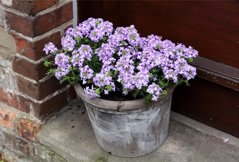 Eisenkraut - Einpflanzen in ein Gefäss (6)