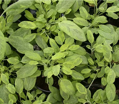 Salvia officinalis 'Icterina'