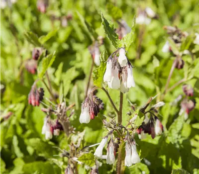 Symphytum grandiflorum