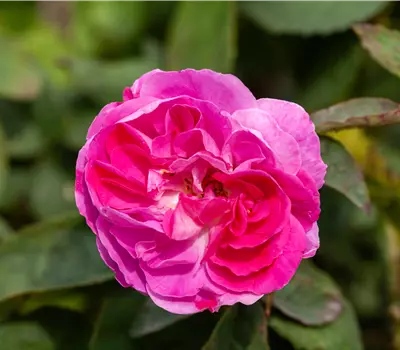 Rosa (Moosrose) 'Moussu du Japon'