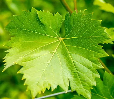 Vitis 'Nero'
