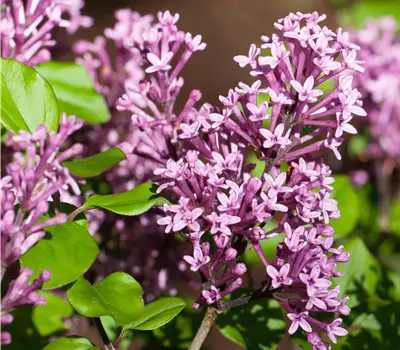 Syringa meyeri 'Palibin'