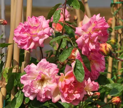 Rosa (Kletterrose) 'Phyllis Bide'