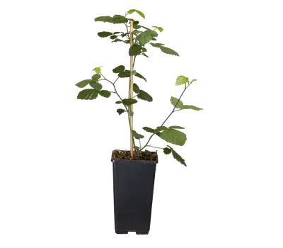 Rubus (Brombeere) 'Loch Ness'