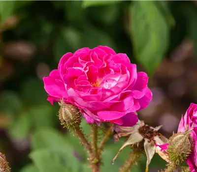 Rosa (Moosrose) 'William Lobb'