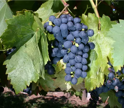 Vitis (Weinrebe) 'Buffalo'