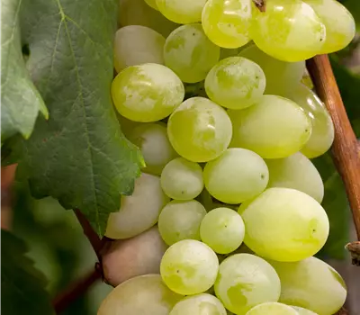 Vitis (Weinrebe) 'Excelsior'