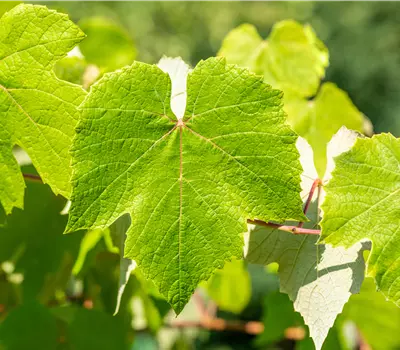 Vitis (Weinrebe) 'Muscat Bleu'