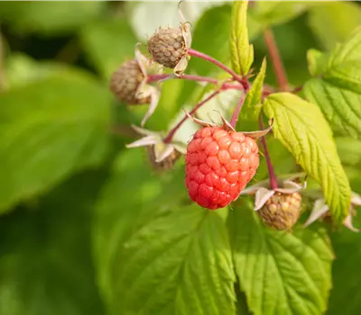 Rubus (Himbeere) 'Autumn Bliss'