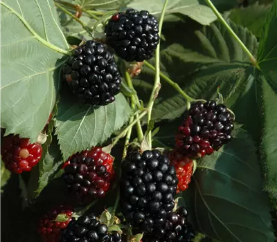 Rubus (Himbeere) 'Black Jewel'