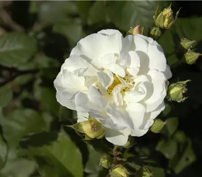 Rosa (Moschata) 'Penelope'