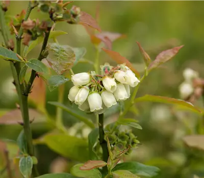 Vaccinium corymbosum 'North Country'