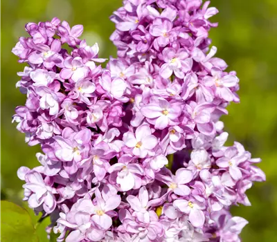 Syringa vulgaris 'Andenken an Ludwig Späth'