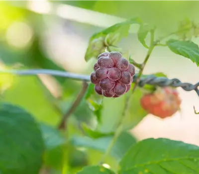 Rubus (Himbeere) 'Glen Coe'
