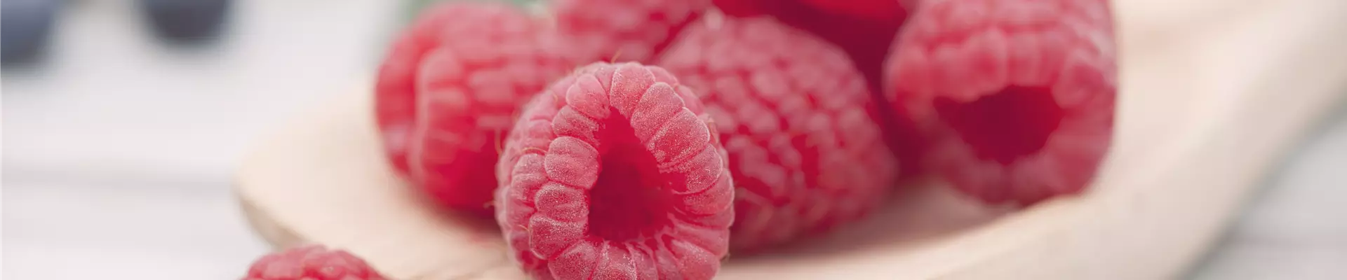 Rubus idaeus