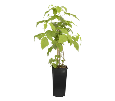 Rubus (Himbeere) 'Meeker'