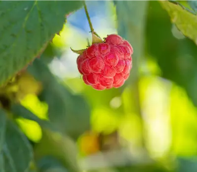 Rubus (Himbeere) 'Rote Schwedin'
