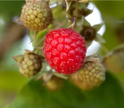 Rubus (Himbeere) 'Willamette'