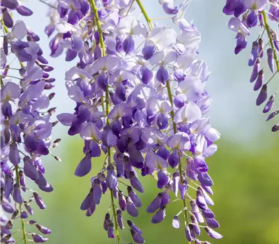 Wisteria sinensis dachförmig