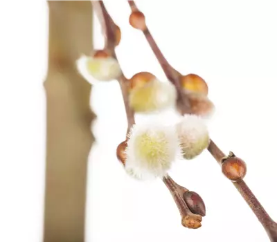 Salix caprea 'Curly Locks'
