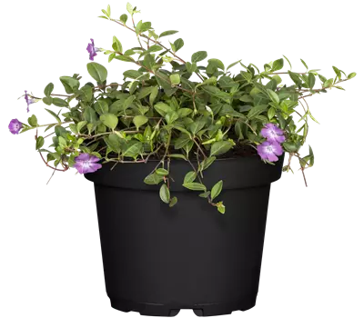 Vinca minor 'Atropurpurea'