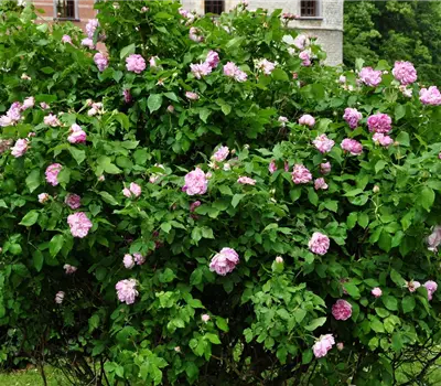 Rosa (Bourbonrose) 'Honorine de Brabant'