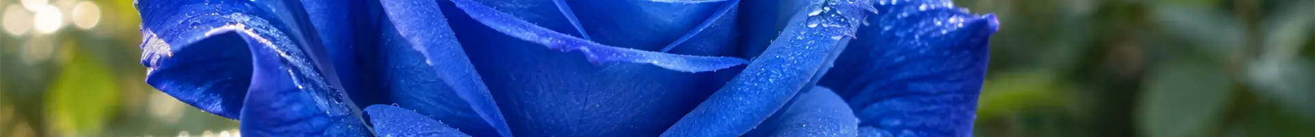blaue Rose KI generiert Chat GPT 11-09-2026
