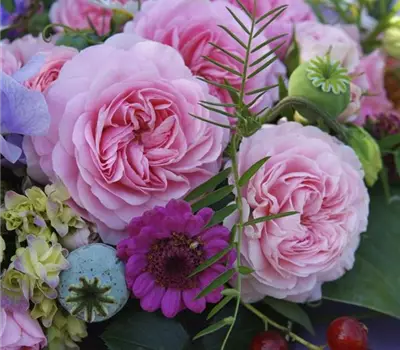 Rosa (Bodendeckerrose) 'Larissa'®