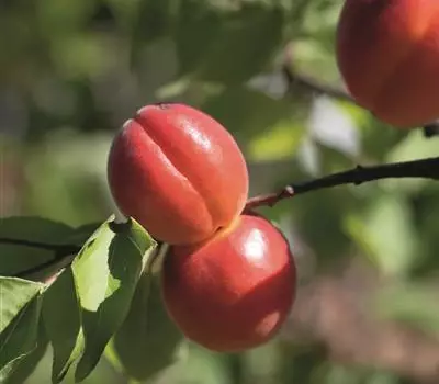Prunus (Aprikose) 'Mia'