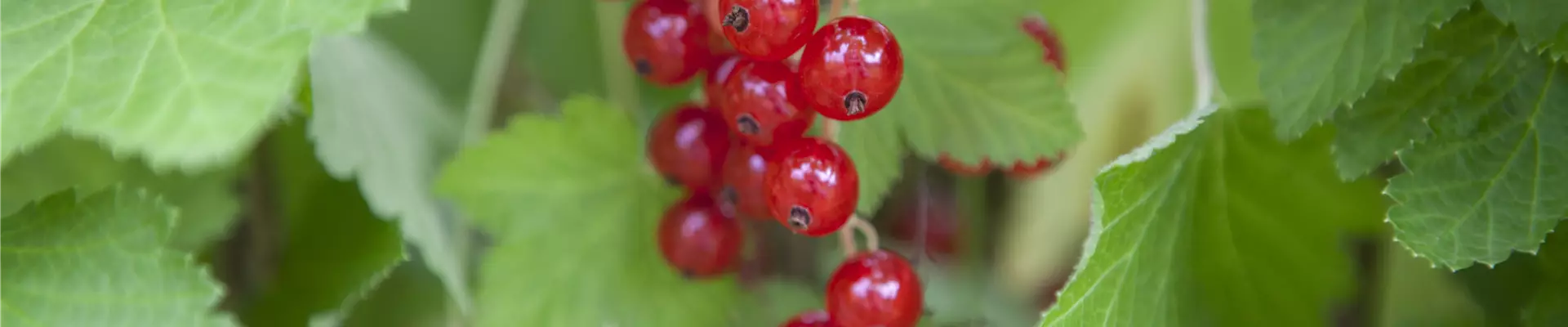 Ribes rubrum