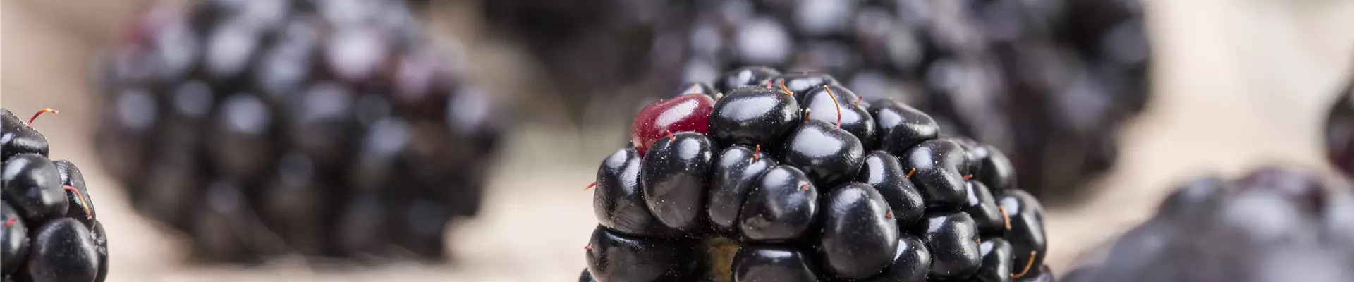 Rubus fruticosus
