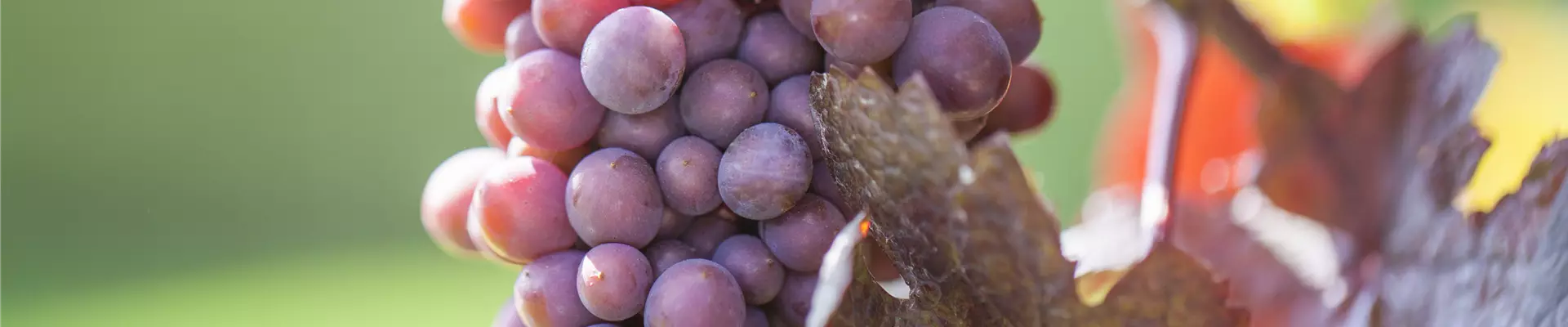 Vitis vinifera 'Purpurascens'