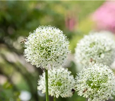 Allium 'Mount Everest'