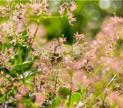 Cotinus coggygria