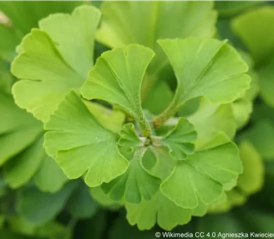 Ginkgo biloba 'Horizontalis' dachförmig