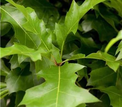 Quercus palustris dachförmig