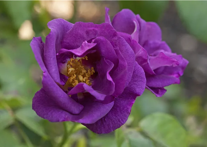 Rosa (Floribundarose) 'Rhapsody in Blue'®