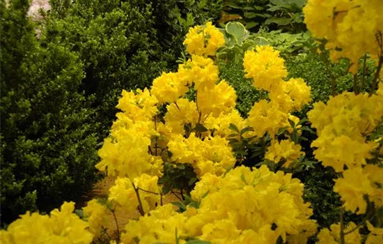 Die Sonne geht auf – Blumenbeet in Gelb und Orange Die Sonne geht auf – Blumenbeet in Gelb und Orange