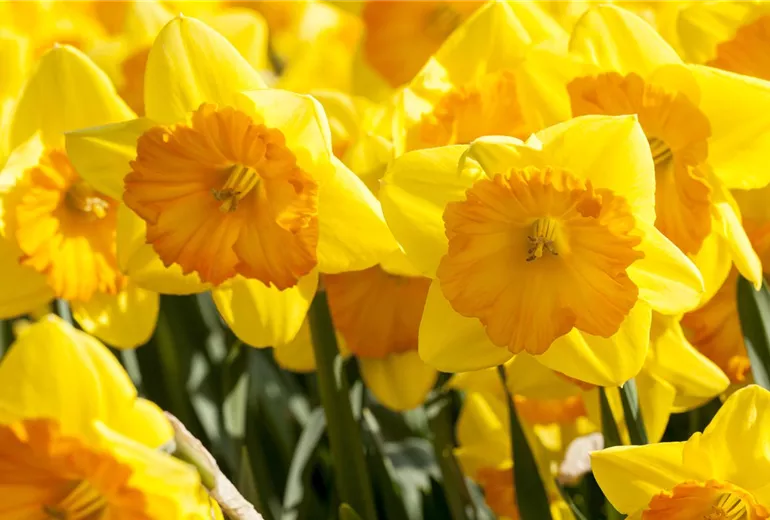 Narcissus, grosskronig