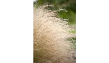 Engelshaar