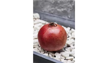 Granatapfel
