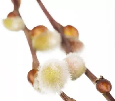 Salix caprea 'Curly Locks'