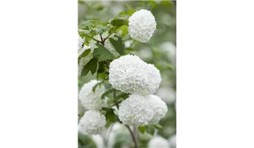Gemeiner Schneeball