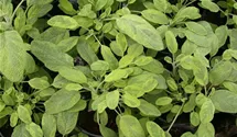 Buntblättriger Garten-Salbei