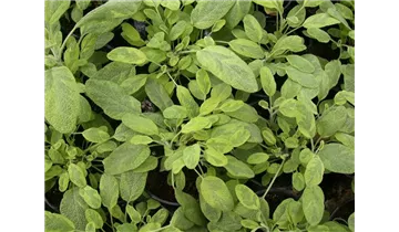 Buntblättriger Garten-Salbei